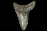 Juvenile Megalodon Tooth - Georgia #115667-1
